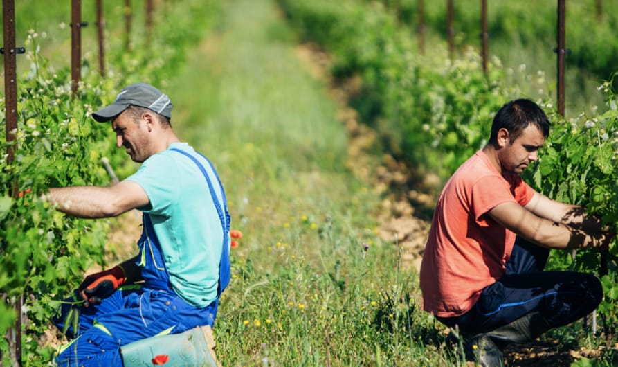 Bild på Regenerativ odling och hållbar vinmakning – Wine Table möter Michel Gassier 