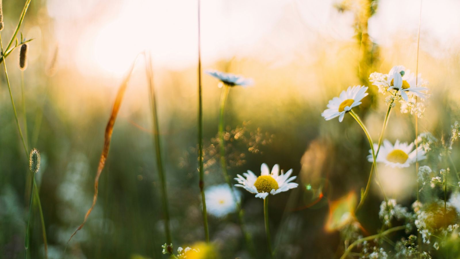Bästa ölen och snapsen till midsommar