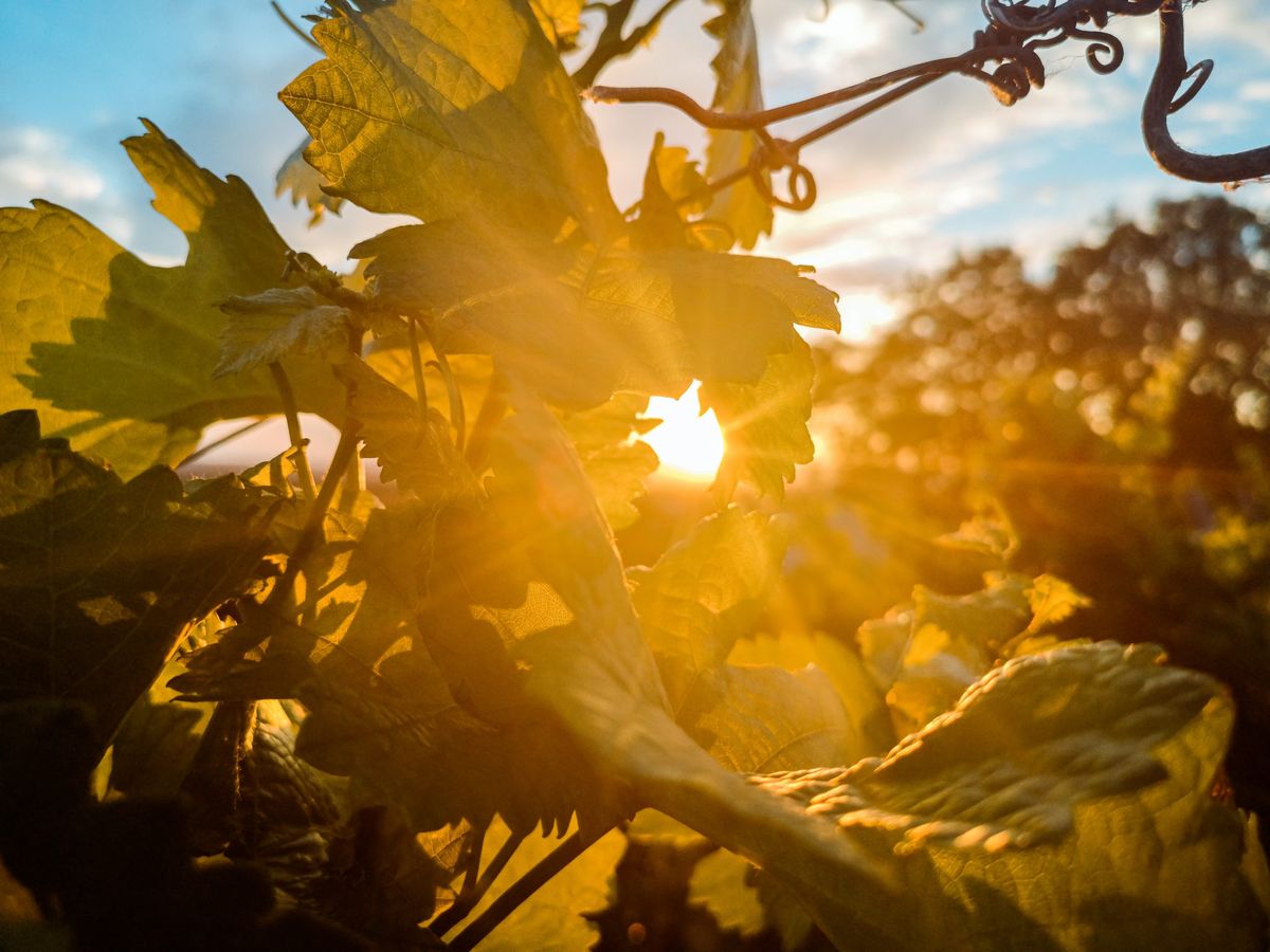 Bild på Reflexvästar, hjälpsamma outlaws och vinfält i solen