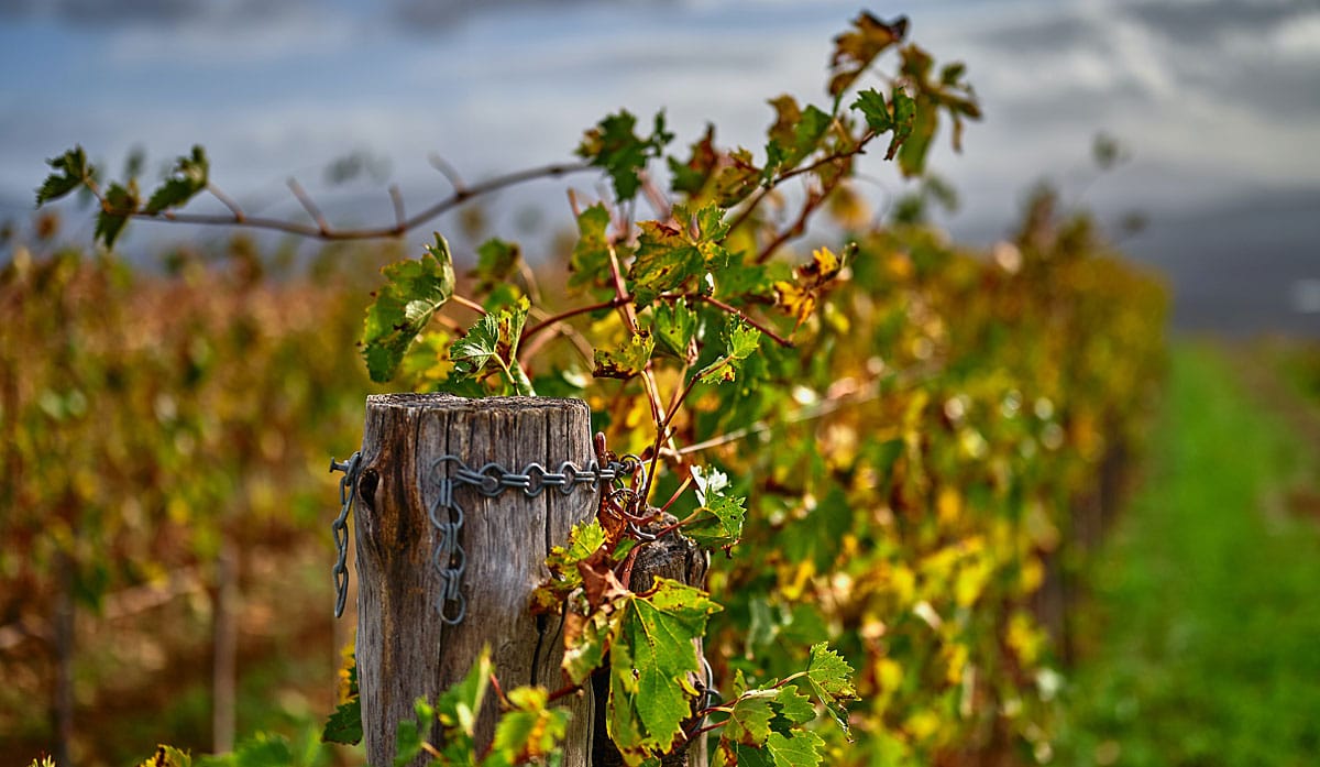 Bild på 5 frågor och svar om biodynamiska viner