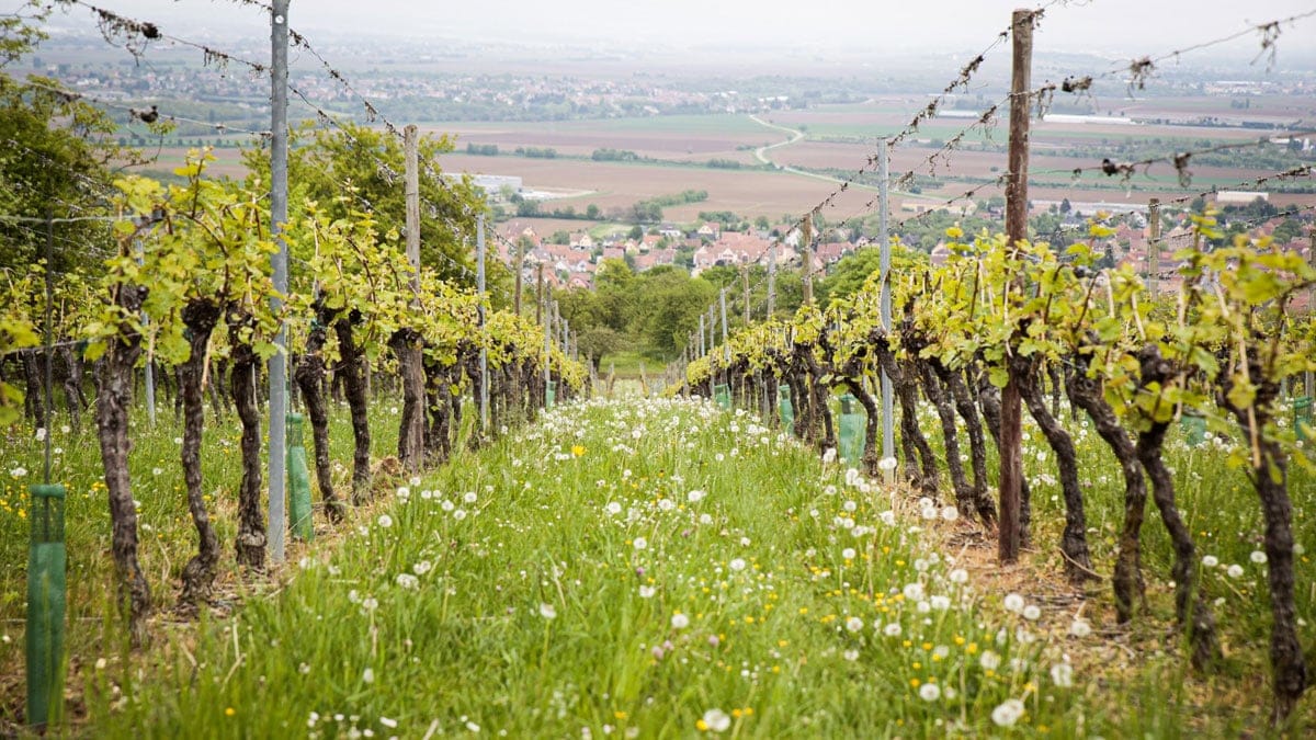 Bild på Smaka på Alsace – nio bra viner att testa