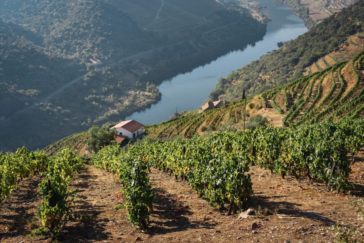 Bild på Portugals vinhistoria i korthet