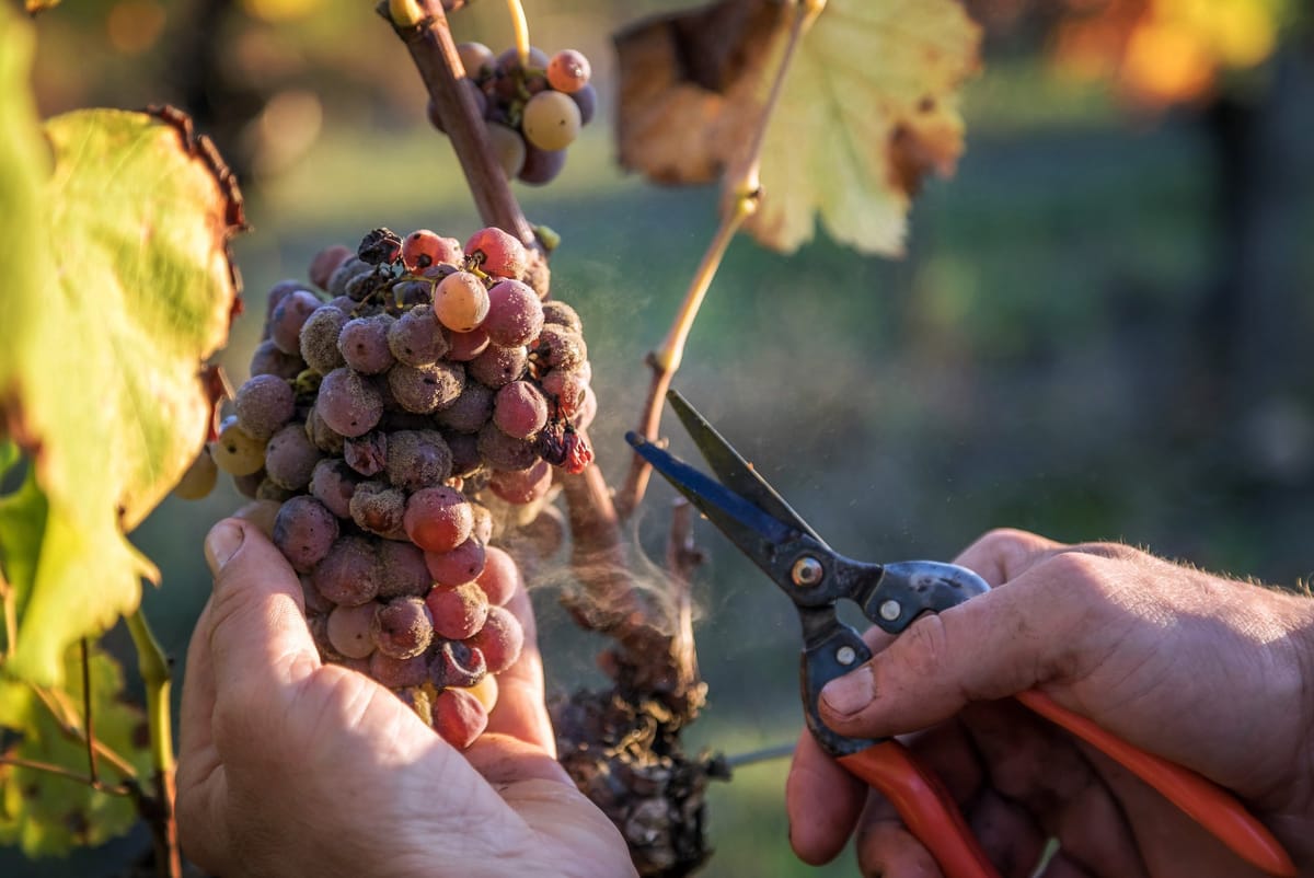 Bild på Sauternes – En gång i tiden det ädlaste (och dyraste) bland viner