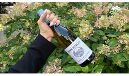 Vintips - vita nyheter på Systembolaget