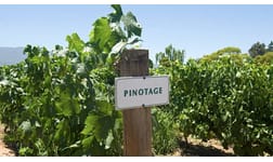 Pinotage – Sydafrikas stolthet eller skam?