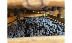 Därför pratar alla om Amarone igen!