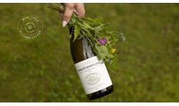 Vintips - Vitt vin till midsommar på Systembolaget