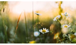 Bästa ölen och snapsen till midsommar